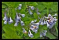 Picture Title - BLUEBELLS