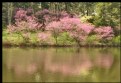 Picture Title - REDBUD TREES