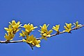 Picture Title - Forsythia