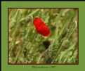 Picture Title - A poppy bud opening..