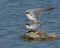 Picture Title - Terns Mating