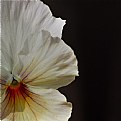 Picture Title - bit of a pansy