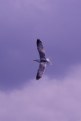 Picture Title - seagull_03