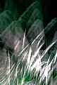 Picture Title - Grasses that go zooommmm