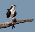 Picture Title - Osprey with catch