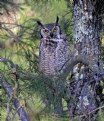 Picture Title - Great Horned Owl