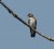 Northern Rough-winged Swallow