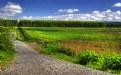 Picture Title - Shohomish Flatlands