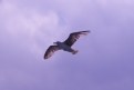 Picture Title - seagull_04