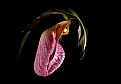 Picture Title - lady slipper
