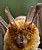 Bat in the way