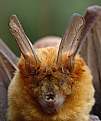 Picture Title - Bat in the way