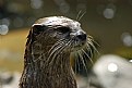 Picture Title - otter
