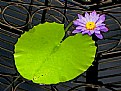 Picture Title - Blue Water-lily