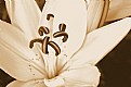 Picture Title - Lilly in Sepia