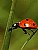 Lady Beetle