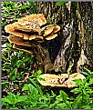 Picture Title - TREE FUNGUS