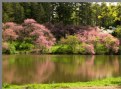 Picture Title - REDBUDS ON LAKE MARMO