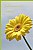 yellow gerbera