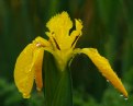 Picture Title - Water Iris