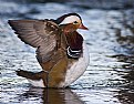 Picture Title - Mandarin Duck 4