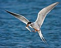 Picture Title - Forsters Tern Fish Meal