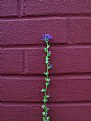 Picture Title - Weed Against Wall