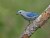 Blue-gray Tanager