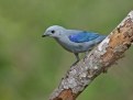 Picture Title - Blue-gray Tanager