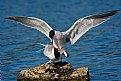 Picture Title - Forsters Terns Mating