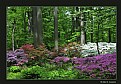 Picture Title - Winterthur Gardens (d3540)