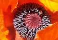 Picture Title - The Eyeof a Poppy