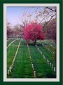 Picture Title - Arlington Cemetery