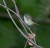 Cassin's Vireo