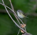 Picture Title - Cassin's Vireo