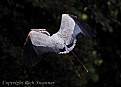 Picture Title - Great Blue Heron