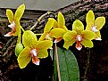 Picture Title - Heart Shaped Orchid