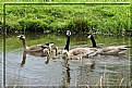 Picture Title - Geese