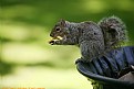 Picture Title - French Fry Eating Squirrel