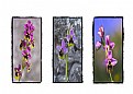 Picture Title -  Orchids of the Torcal Mountains