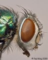 Picture Title - Green Bottle Fly