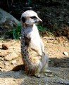 Picture Title - Meerkat On The Watch