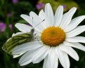 Picture Title - Garden Visitor