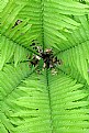 Picture Title - Fern Funnel