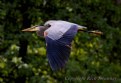 Picture Title - Great Blue Heron