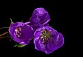 Picture Title - wild geranium trio