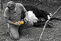 Picture Title - Fescue Fungus Pedicure