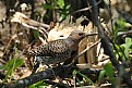 Picture Title - Red headed woodpecker ?