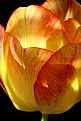 Picture Title - Tulip