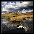 Picture Title - Walltown Duck